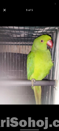 ইন্ডিয়ান রিংনেক টিয়া